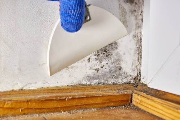 Forensic Mold Investigation in Saint Davids, PA